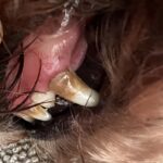 TrueSonic™ Ultraschall-Zahnreiniger für Hunde photo review