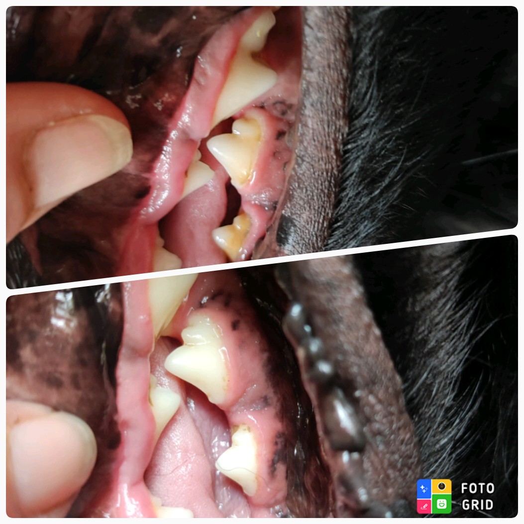 TrueSonic Ultraschall-Zahnreiniger für Hunde photo review