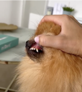 TrueSonic Ultraschall-Zahnreiniger für Hunde photo review